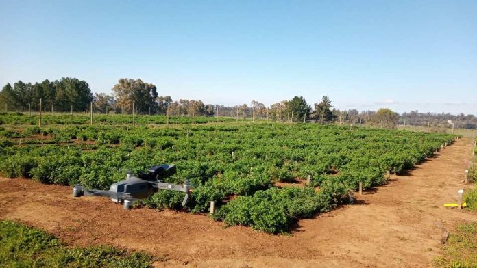 Estudio de fenotipado terrestre y aéreo para evaluar alfalfa resistente a la sequía