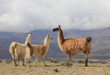 Ganadería camélida, la nueva apuesta de INIA para la Zona Norte Ganadería camélida, la nueva apuesta de INIA para la Zona Norte