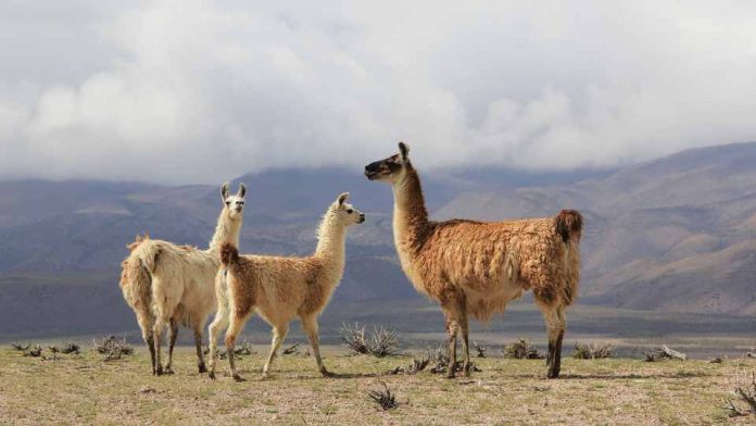 Ganadería camélida, la nueva apuesta de INIA para la Zona Norte