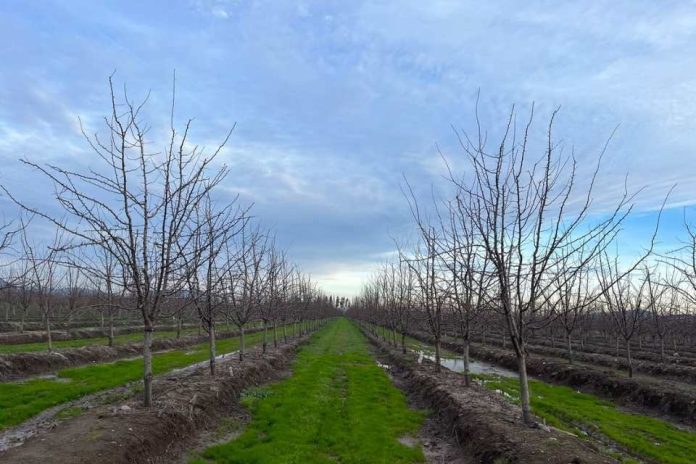 Industria ciruelera chilena se prepara frente a lo que fue un invierno poco frío