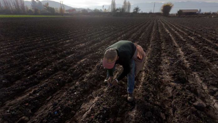 Llaman a agricultores a protegerse con seguros agropecuarios ante emergencias agroclimáticas en Biobío