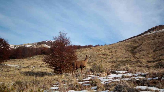 Parque Nacional Cerro Castillo duplica cámaras trampa para el monitoreo y conservación de huemules 