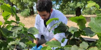 Productores de avellano europeo tendrán taller para contrarrestar de forma sostenible compleja enfermedad que afecta producción 