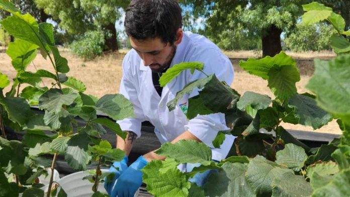 Productores de avellano europeo tendrán taller para contrarrestar de forma sostenible compleja enfermedad que afecta producción 