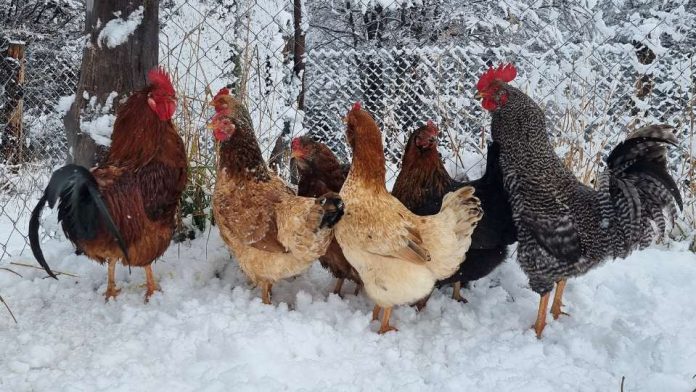 SAG Aysén, llama a proteger a las aves domésticas para prevenir y controlar Influenza Aviar.