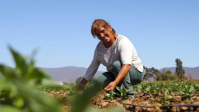 Agricultoras de Atacama y Coquimbo disponen de recursos mediante segundo concurso nacional de riego de la CNR exclusivo para mujeres