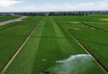 Bayer y CIS Agro firman contrato representación exclusiva de la marca de maíz Dekalb en Chile Bayer y CIS Agro firman contrato representación exclusiva de la marca de maíz Dekalb en Chile