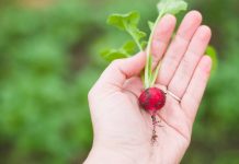 Cultivos de hortalizas: Planifica la siembra para esta primavera-verano Cultivos de hortalizas: Planifica la siembra para esta primavera-verano
