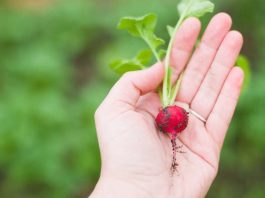 Cultivos de hortalizas: Planifica la siembra para esta primavera-verano