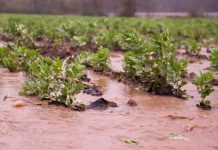 Ministerio de Agricultura decreta Emergencia Agrícola en 16 comunas de la región de la Araucanía tras sistema frontal