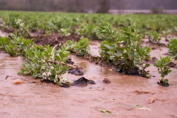 Ministerio de Agricultura decreta Emergencia Agrícola en 16 comunas de la región de la Araucanía tras sistema frontal