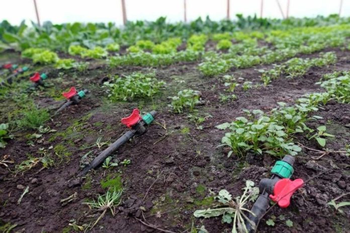 Programa de pequeña agricultura de la CNR fortalece el riego con energía limpias en Biobío