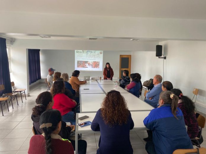 220 olivicultores del desierto costero de Antofagasta aprenden a mejorar sus cultivos y aceites con talleres del INIA