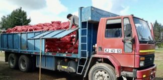 Usuarios del Prodesal de Los Álamos realizaron venta de papas a pequeños agricultores de Hualqui