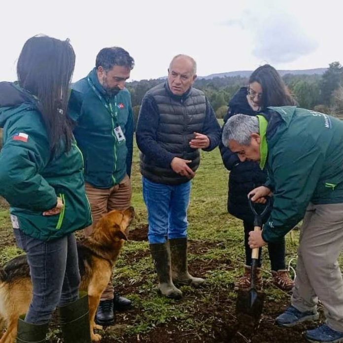 Valoran aprobación de recursos para el manejo del gusano blanco