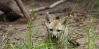 Académica de la UdeC destaca rol de las especies silvestres en la mitigación del cambio climático