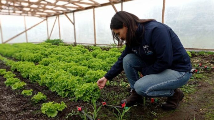 CNR invita a agricultoras de Biobío a postular a curso gratuito de la Escuela de Monitoras de Riego