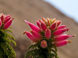 Evitan extinción de 137 especies amenazadas gracias a iniciativa que busca conservar la flora nativa de la Región de Antofagasta