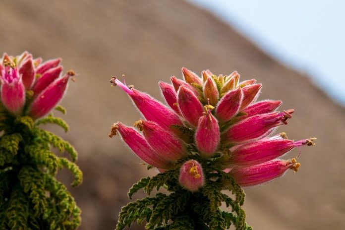 Evitan extinción de 137 especies amenazadas gracias a iniciativa que busca conservar la flora nativa de la Región de Antofagasta