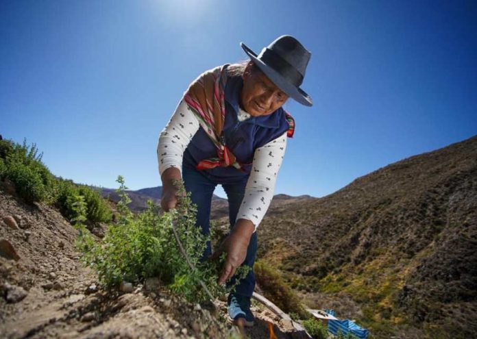 Expo Patrimonio Cultural Mujeres Rurales más de 40 expositoras este 11 y 12 en la Plaza de Constitución
