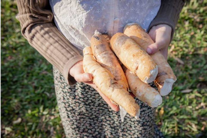 Por transparencia y brillo: estudian almidón de yuca para producir plástico sustentable