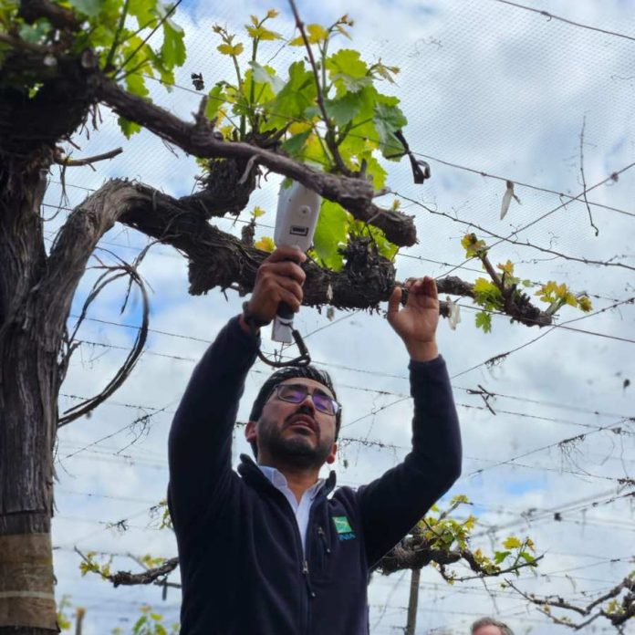 Promueven sustentabilidad e innovación tecnológica en métodos productivos de agricultores del Valle del Aconcagua