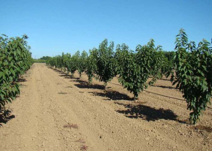 Uso Responsable del Agua en el Cultivo de Cerezos en Chile