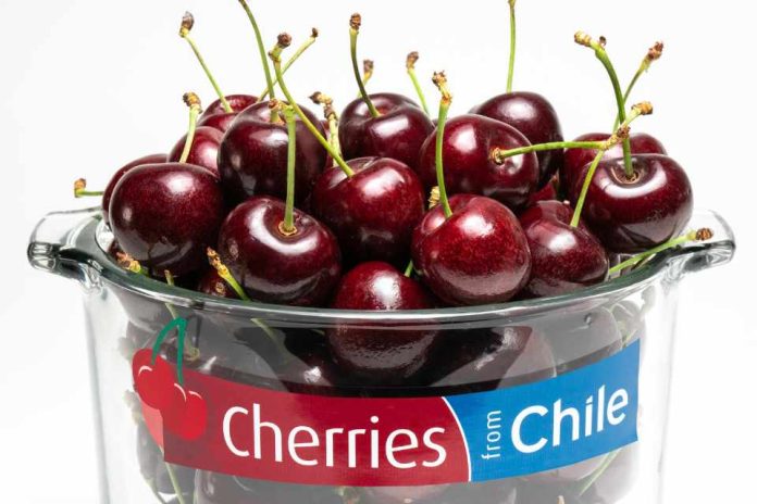 95 millones de cajas de cerezas se exportarán esta temporada 2023-2024