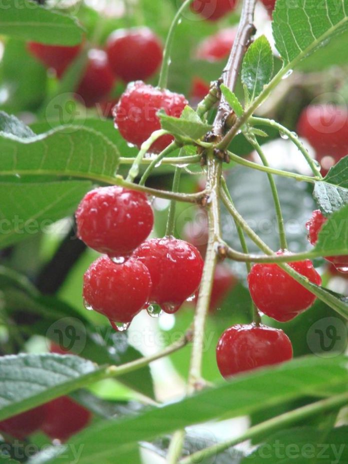 Cómo las lluvias impactan la producción de cerezas en Chile