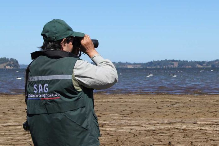 En el Día de la Fauna Chilena SAG presenta plataforma con datos de aves silvestres en territorio nacional