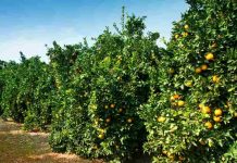 Comité de Cítricos de Frutas de Chile: Exportaciones de cítricos aumentan durante temporada 2023