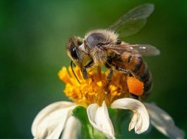 Startups chilena utiliza Inteligencia Artificial para el cuidado de las abejas