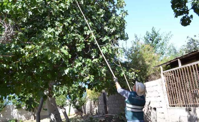 Tras casi año y medio de intensa campaña de control SAG logra erradicar mosca de la fruta en Copiapó