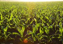 China apunta a un mercado de US$1000 millones en cultivos transgénicos y editados genéticamente China apunta a un mercado de US$1000 millones en cultivos transgénicos y editados genéticamente