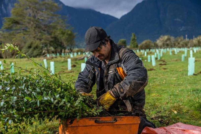 Biósfera Austral y Reforestemos se unen para plantar más de 60 mil árboles nativos en Aysén