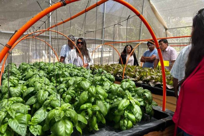 Con cultivo de albahaca, pequeños agricultores de zonas rezagadas diversifican producción hidropónica 