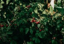 Frambuesas sin suelo: la alternativa del cultivo protegido que desafía la sequía Frambuesas sin suelo la alternativa del cultivo protegido que desafía la sequía