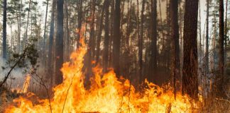 Prevenir y detectar incendios forestales utilizando Inteligencia Artificial 