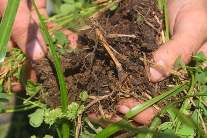 La Agricultura Regenerativa: Un enfoque vital para la sostenibilidad ambiental