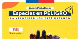 Lento por la Fauna: campaña llama a reducir la velocidad para cuidar especies en peligro de extinción