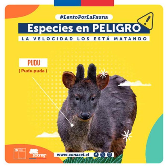 Lento por la Fauna: campaña llama a reducir la velocidad para cuidar especies en peligro de extinción