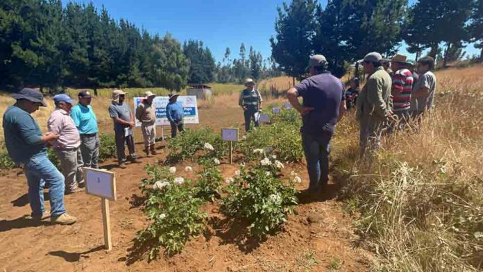 Productores de papa visitan ensayos de nuevas  variedades en la provincia de Arauco