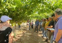Temprana y con alta productividad, variedad INIA-G4 se alza como alternativa en la industria de la uva de mesa