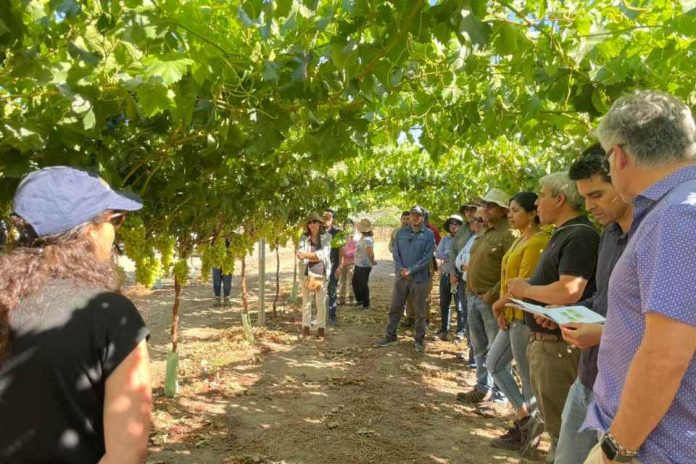 Temprana y con alta productividad, variedad INIA-G4 se alza como alternativa en la industria de la uva de mesa