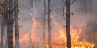 prevenir incendios forestales