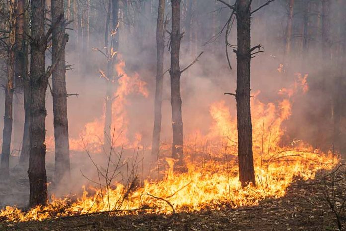 prevenir incendios forestales