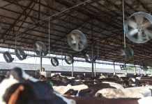 Altas temperaturas aumentan riesgo de estrés calórico en animales productores de leche Altas temperaturas aumentan riesgo de estrés calórico en animales productores de leche