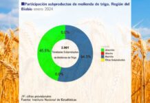 Molienda de trigo de la Región del Biobío aumentó 19,2% en doce meses Molienda de trigo de la Región del Biobío aumentó 19,2% en doce meses