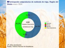 Molienda de trigo de la Región del Biobío aumentó 19,2% en doce meses