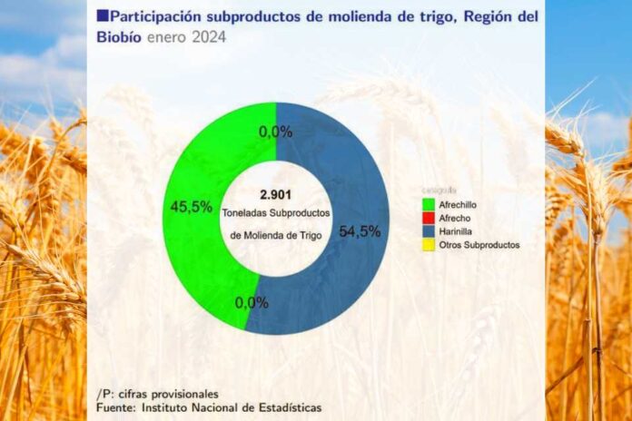 Molienda de trigo de la Región del Biobío aumentó 19,2% en doce meses